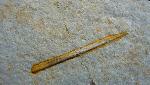 Palaeololigo albersdoerferi ENGESER & KEUPP